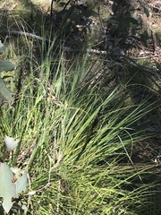 Gahnia subaequiglumis