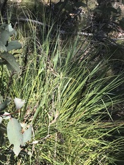 Gahnia subaequiglumis