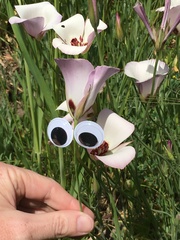 Calochortus catalinae