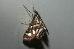 Anydraula pericompsa