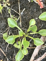 Viola improcera