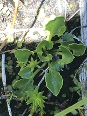 Viola improcera