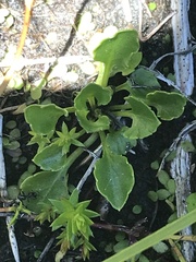 Viola improcera
