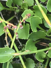 Viola improcera