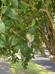 Syzygium paniculatum