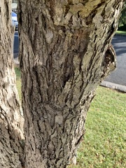 Syzygium paniculatum