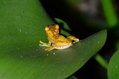 Dendropsophus ebraccatus