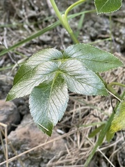 Scandia rosifolia