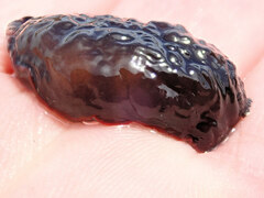 Dendrodoris arborescens