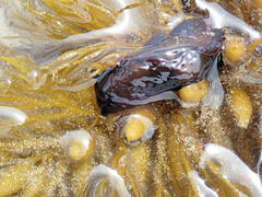 Dendrodoris arborescens