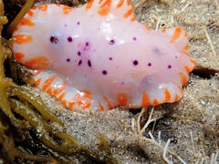 Mexichromis macropus