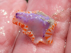 Mexichromis macropus