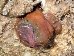 Isanemonia australis