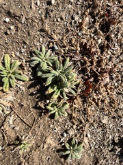 Nama hispida spathulata