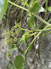 Scandia rosifolia