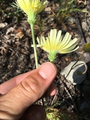 Malacothrix glabrata