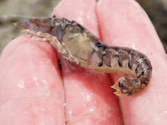 Alpheus novaezealandiae