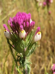 Castilleja exserta exserta