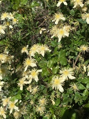 Clematis lasiantha