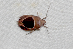 Hoplomorpha abalienella