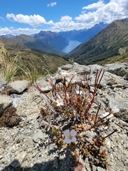 Epilobium melanocaulon