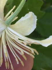 Clematis lasiantha