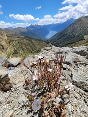 Epilobium melanocaulon