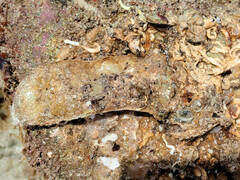 Malleus meridianus