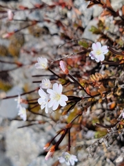 Epilobium melanocaulon