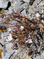 Epilobium melanocaulon