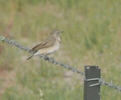 Epthianura albifrons