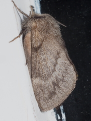 Pernattia pusilla