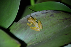 Dendropsophus microcephalus