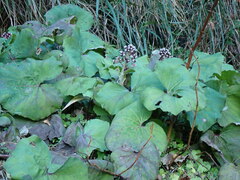Petasites formosanus