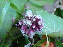 Petasites formosanus