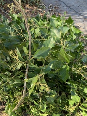 Hedera helix