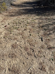 Nama hispida spathulata