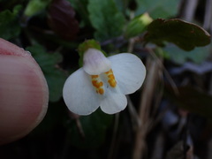 Mazus alpinus