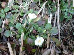 Mazus alpinus