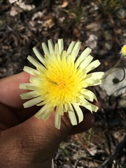 Malacothrix glabrata