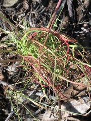 Malacothrix glabrata