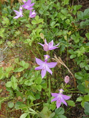 Calopogon tuberosus