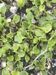Viola improcera