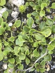 Viola improcera