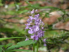 Platanthera grandiflora