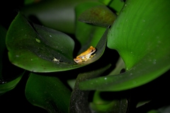 Dendropsophus ebraccatus