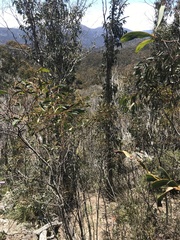 Acacia obliquinervia