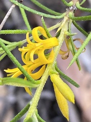Persoonia juniperina