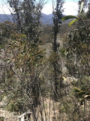 Acacia obliquinervia
