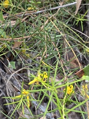 Persoonia juniperina